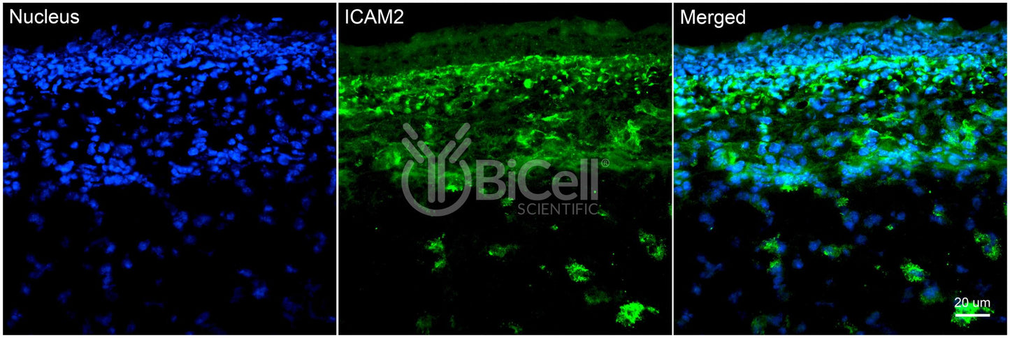 ICAM2 (CD102) Antibody - FFPE Validated