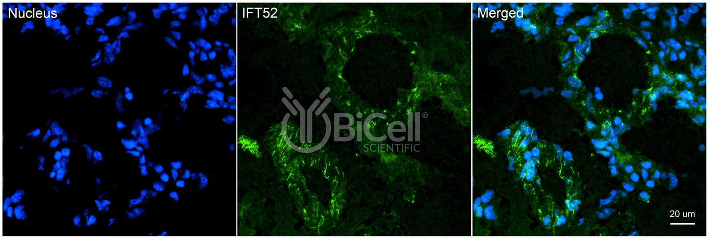 IFT52 Antibody