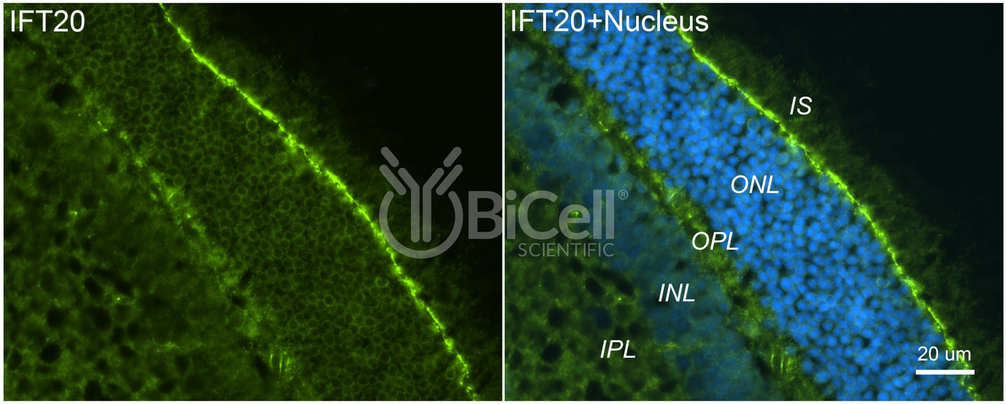 IFT20 Antibody