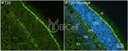 IFT20 Antibody - FFPE Validated
