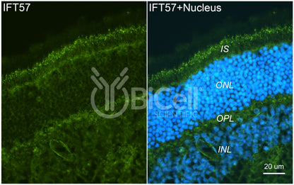 IFT57 Antibody - Western Blot Validated