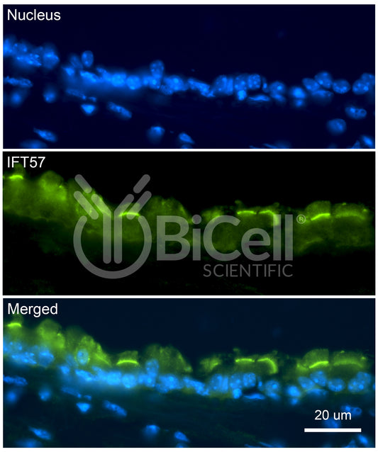 IFT57 Antibody - FFPE Validated
