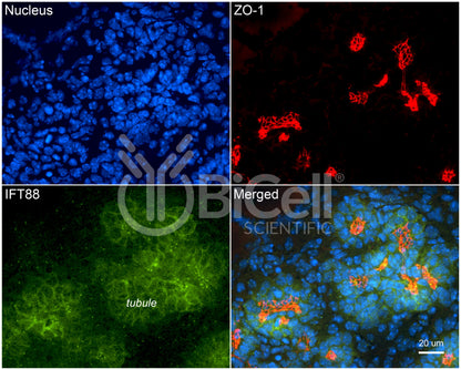 IFT88 Antibody - FFPE Validated