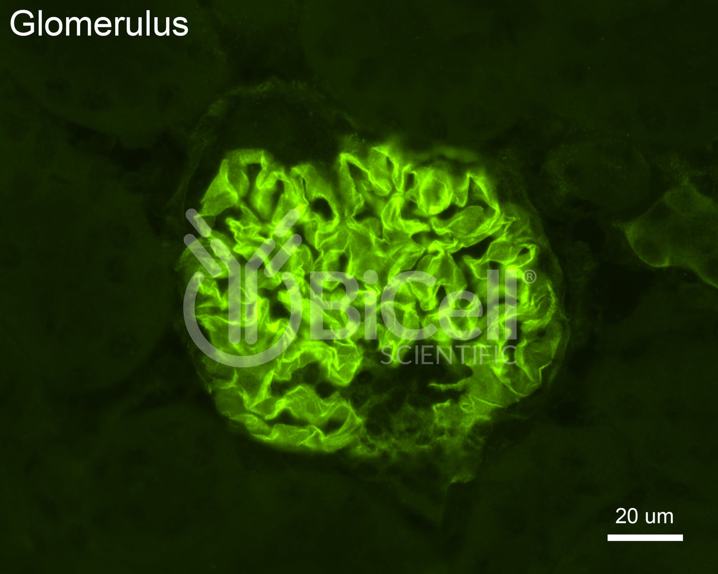 Integrin alpha-3 (ITGA3 or CD49c) Antibody - Western Blot Validated