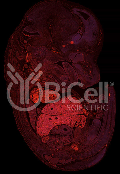 Integrin beta-4 (ITGB4 or CD104) Antibody