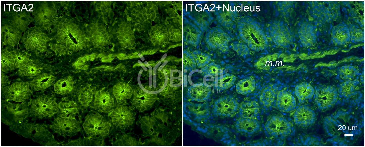 Integrin alpha-2 (ITGA2 or CD49b) Antibody