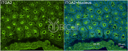 Integrin alpha-2 (ITGA2 or CD49b) Antibody