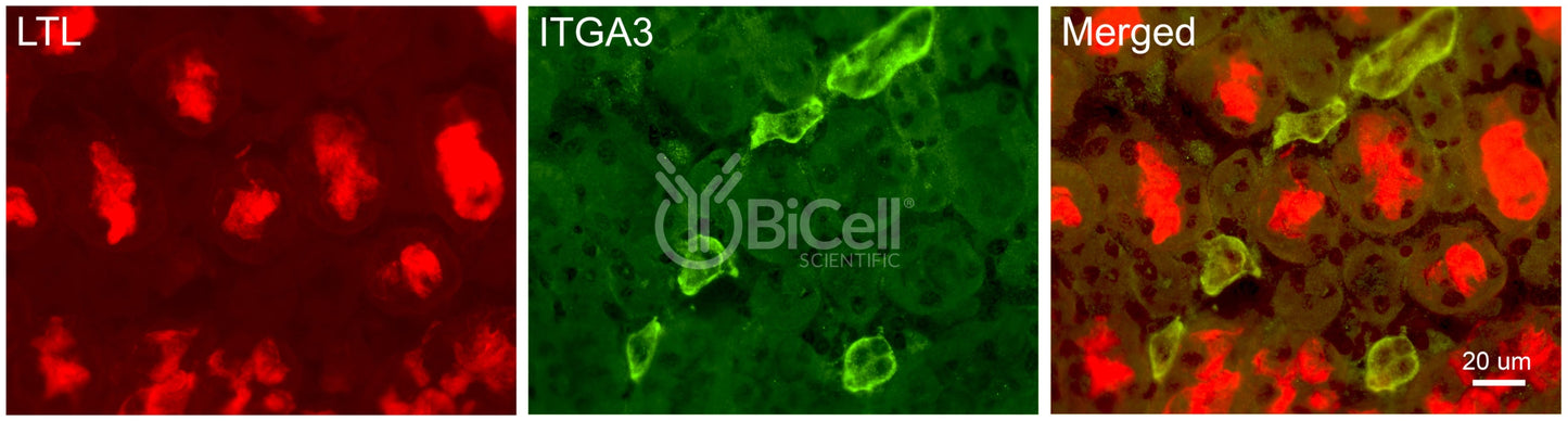 Integrin alpha-3 (ITGA3 or CD49c) Antibody