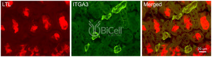 Integrin alpha-3 (ITGA3 or CD49c) Antibody