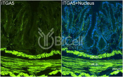 Integrin alpha-5 (ITGA5 or CD49e) Antibody