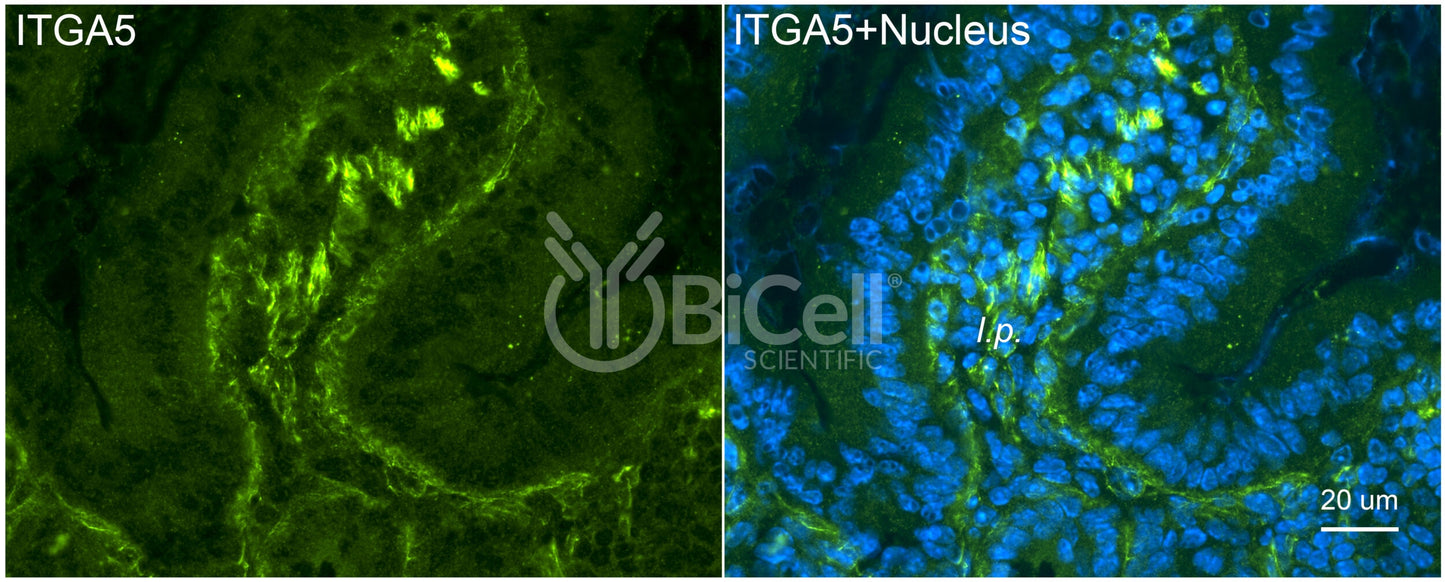 Integrin alpha-5 (ITGA5 or CD49e) Antibody