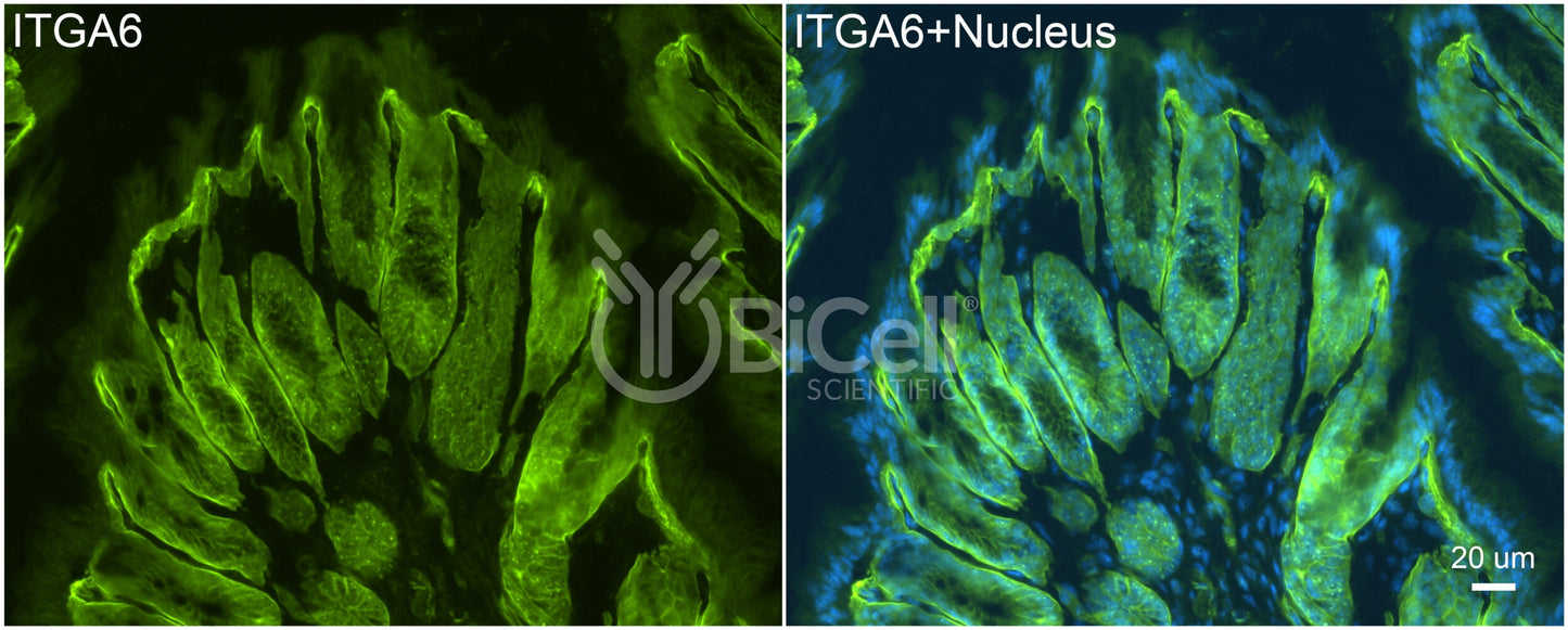 Integrin alpha-6 (ITGA6 or CD49f) Antibody - Western Blot Validated