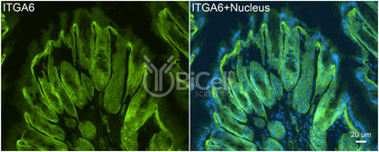 Integrin alpha-6 (ITGA6 or CD49f) Antibody
