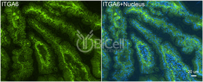Integrin alpha-6 (ITGA6 or CD49f) Antibody - FFPE Validated