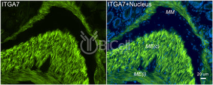 Integrin alpha-7 (ITGA7) Antibody - FFPE Validated