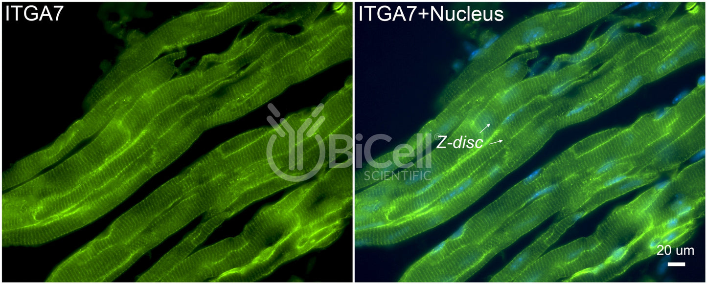 Integrin alpha-7 (ITGA7) Antibody - Western Blot Validated