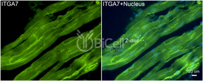 Integrin alpha-7 (ITGA7) Antibody - Western Blot Validated