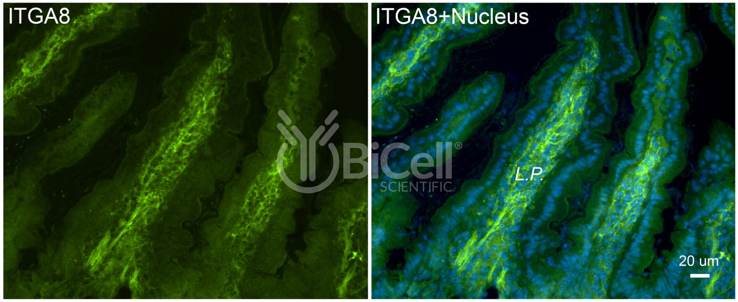Integrin alpha-8 (ITGA8) Antibody - FFPE Validated