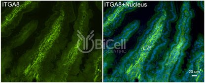 Integrin alpha-8 (ITGA8) Antibody