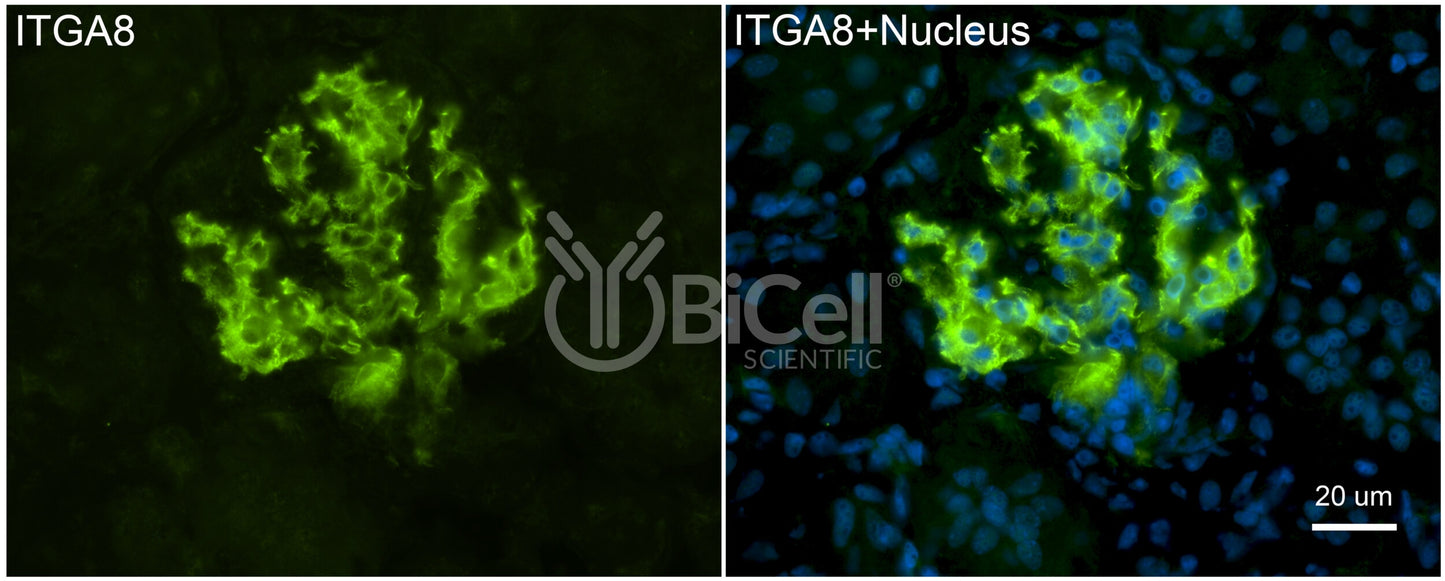 Integrin alpha-8 (ITGA8) Antibody - FFPE Validated