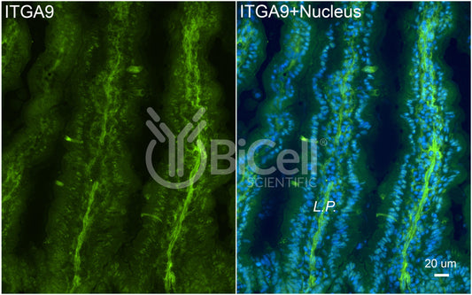 Integrin alpha-9 (ITGA9) Antibody
