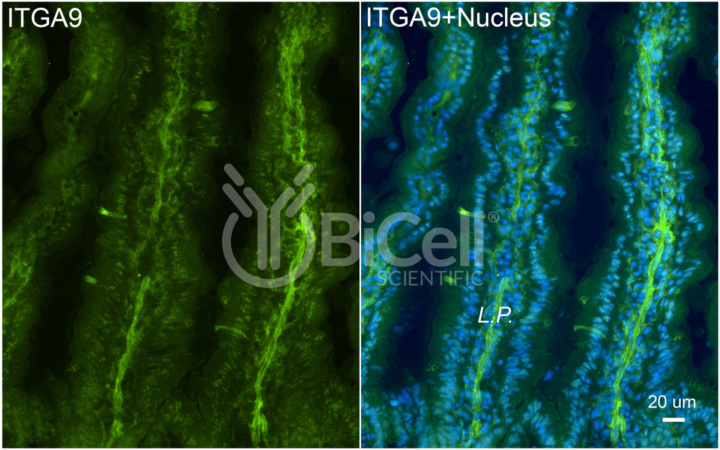 Integrin alpha-9 (ITGA9) Antibody - FFPE Validated