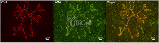 JAM-A (F11R or CD321) Antibody