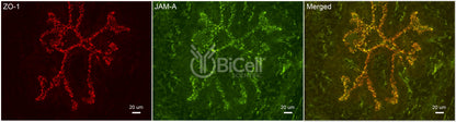 JAM-A (F11R or CD321) Antibody - FFPE Validated
