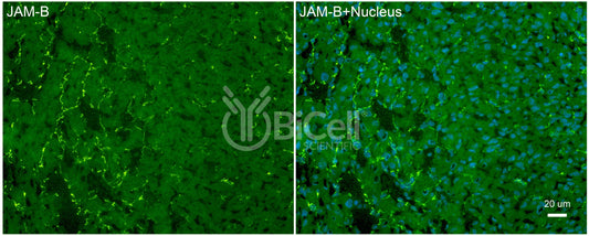 JAM-B (JAM2 or CD322) Antibody - Western Blot Validated