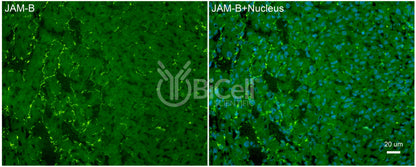 JAM-B (JAM2 or CD322) Antibody
