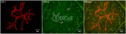 JAM-B (JAM2 or CD322) Antibody - Western Blot Validated