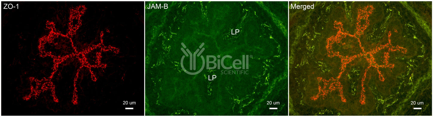 JAM-B (JAM2 or CD322) Antibody - FFPE Validated