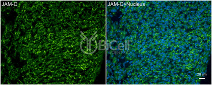 JAM-C (JAM3) Antibody