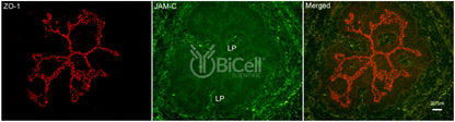 JAM-C (JAM3) Antibody - FFPE Validated