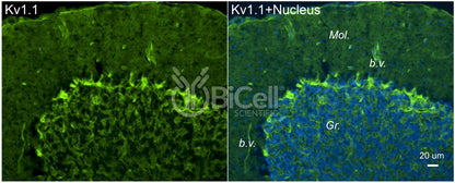 KCNA1 (Kv1.1) Antibody