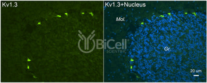 KCNA3 (Kv1.3) Antibody - Western Blot Validated
