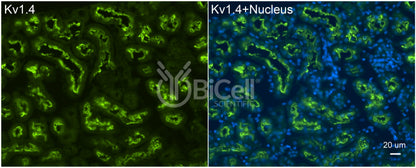 KCNA4 (Kv1.4) Antibody