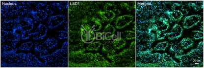 KDM1A (LSD1) Antibody - FFPE Validated