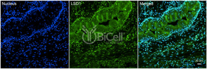 KDM1A (LSD1) Antibody - FFPE Validated