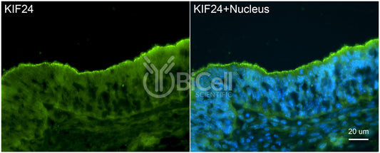 KIF24 (C-Terminus) Antibody
