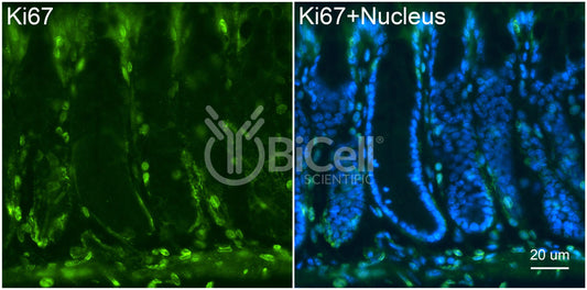 Ki67 (C-Terminus) Antibody