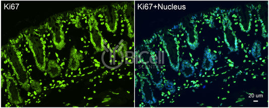 Ki67 (N-Terminus) Antibody