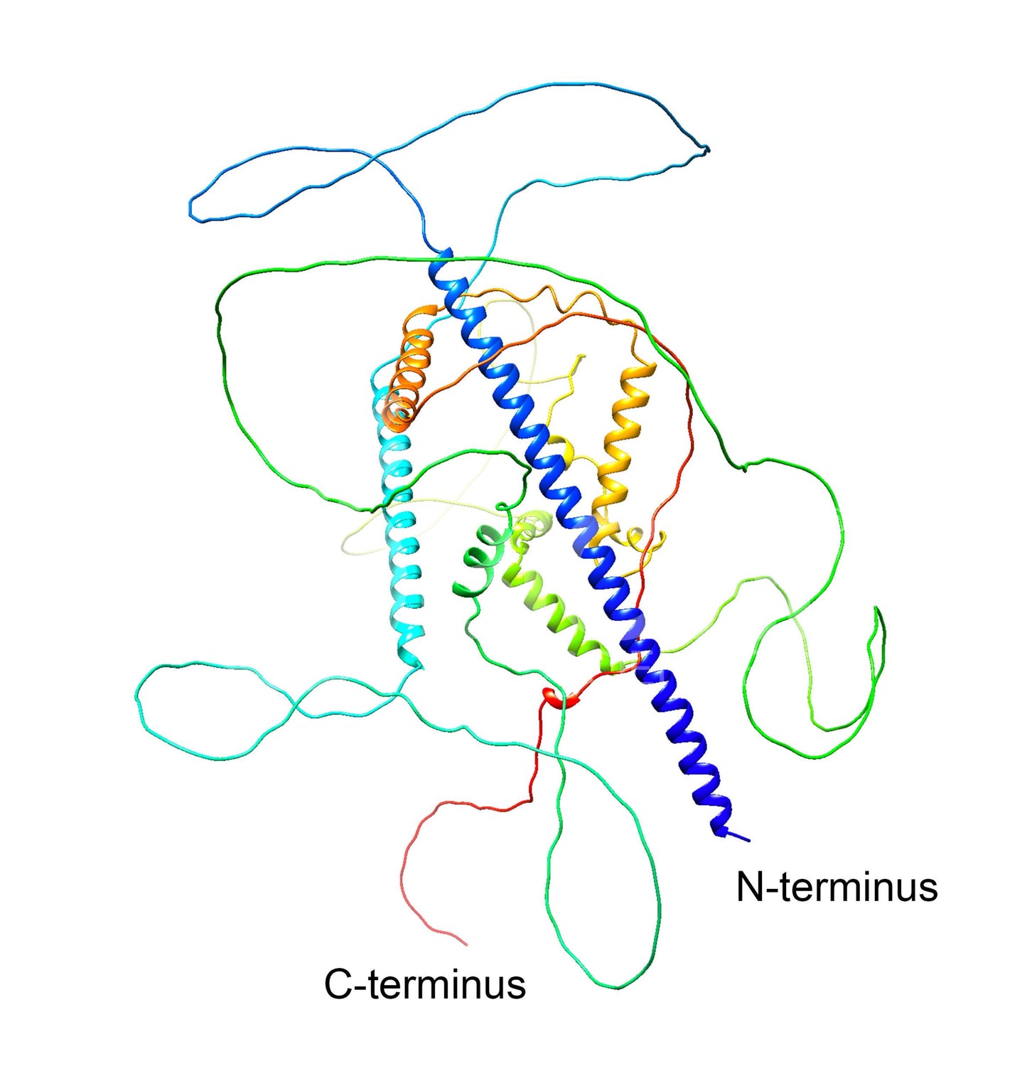 KIAA0408 (C-Terminus) Antibody