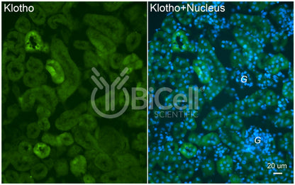 Klotho (KL) Antibody - FFPE Validated