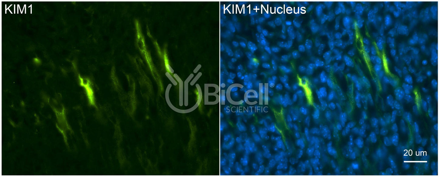 KIM1 (TIM1 or HAVCR1) Antibody - FFPE Validated