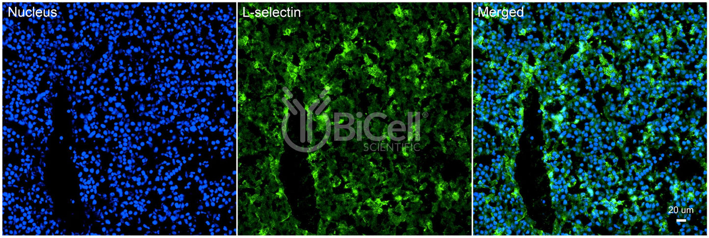L-selectin (SELL or LECAM1 or CD62L) Antibody