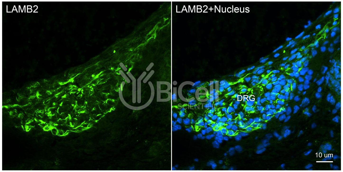 Laminin beta-2 (LAMB2) HiRe Antibody