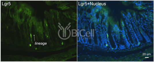 LGR5 (GPR49 or GPR67) Antibody - FFPE Validated