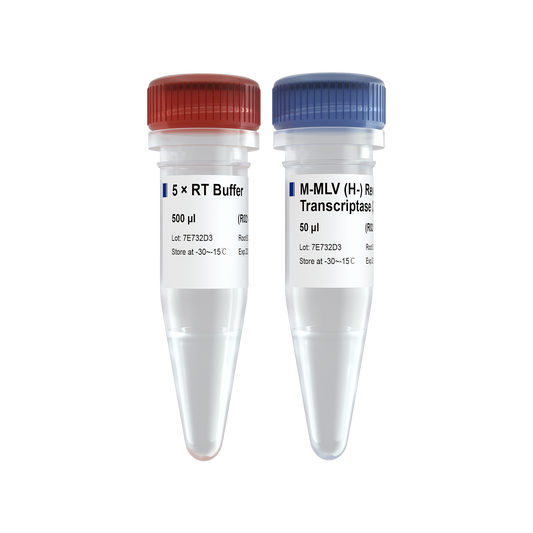 M-MLV (H-) Reverse Transcriptase