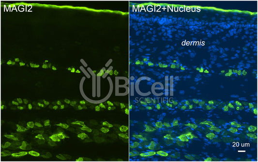 MAGI2 (AIP1 or NPHS15) Antibody